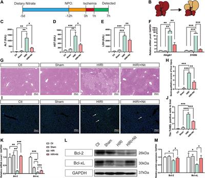 Dietary Inorganic Nitrate Protects Hepatic Ischemia-Reperfusion Injury Through NRF2-Mediated Antioxidative Stress